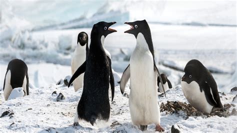 Penguins (2019) Stream and Watch Online .